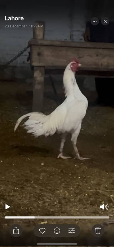 Burmi pakoya + burmi pakoya Thai Male Avalible