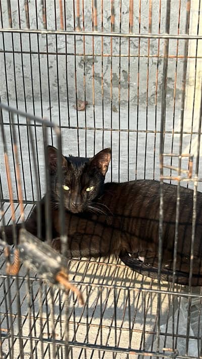 5-Month-Old Black Female Cat - Fully Vaccinated & Socialized