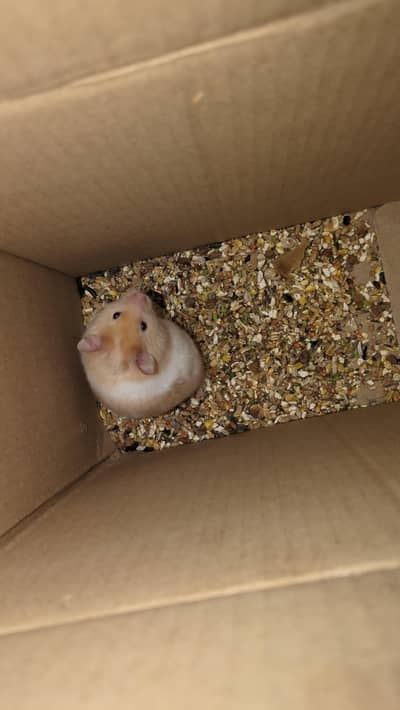 Hamster