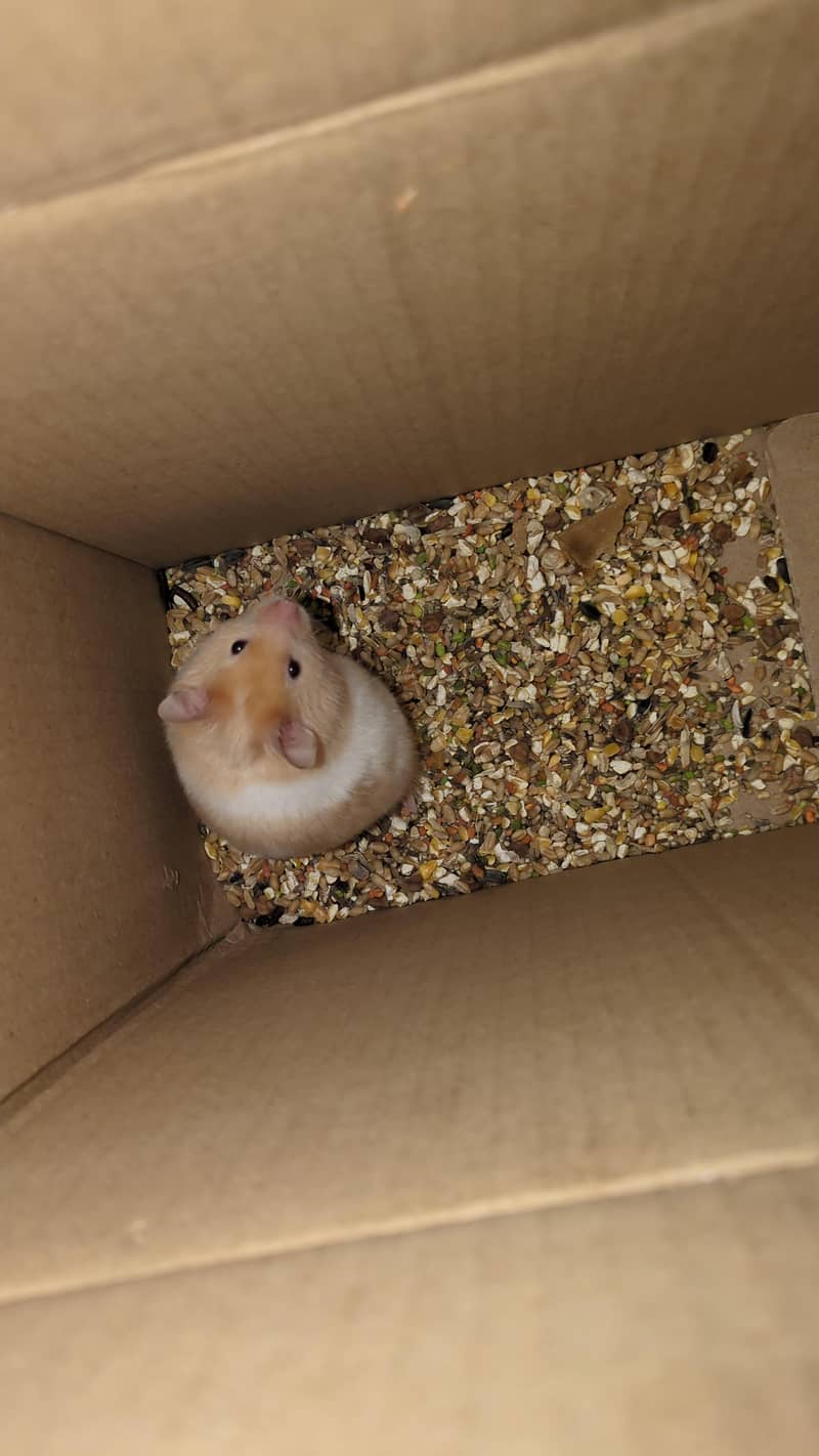 Hamster 0