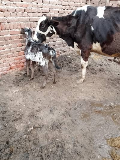 cow for sale full active and healthy