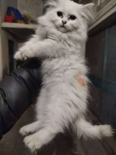 Persian cat