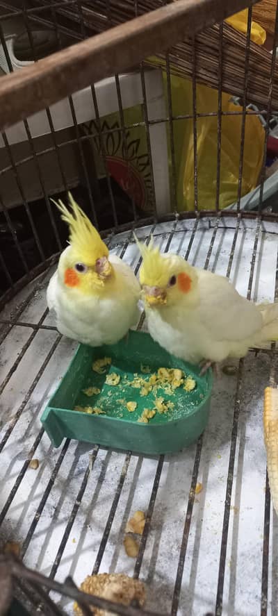 Cockatiel|cocktail|Cream Cockatiel|Tame