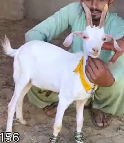 Tapra Hyderabadi Pure