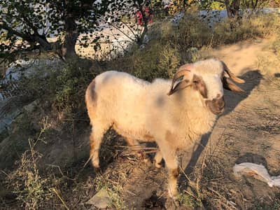 Male Sheep | Urgently selling