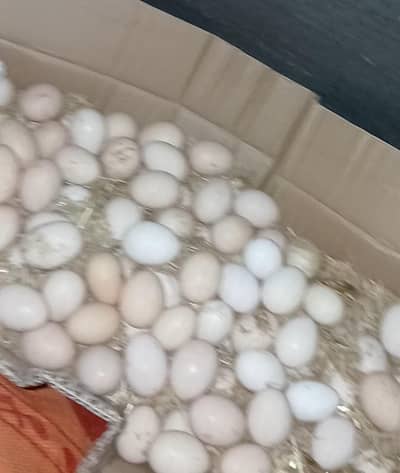 Golden desi eggs & hens for sale