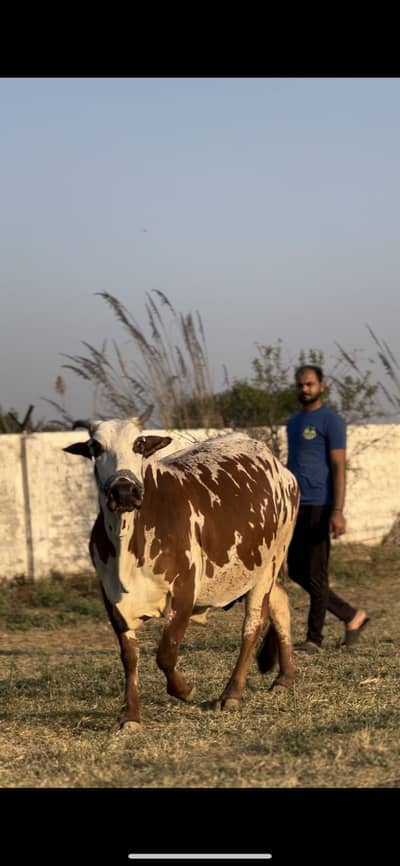 pure cholistani cow