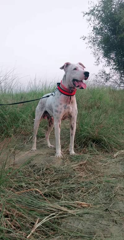 pure lapa gulltair dog for sale