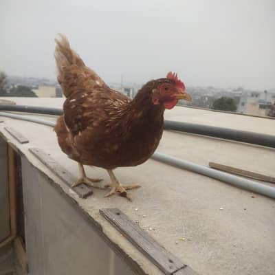 4 Lohman Brown | German Breed lohman | eggs laying hens