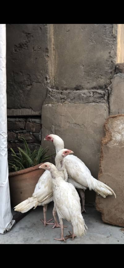 Heera Aseel trio for sale