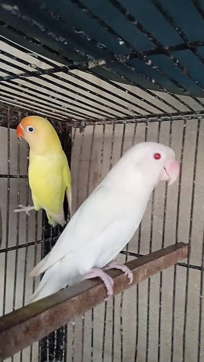 (albino,creamino,decino) breeder pairs. . . . {#albino#creamino#decino}