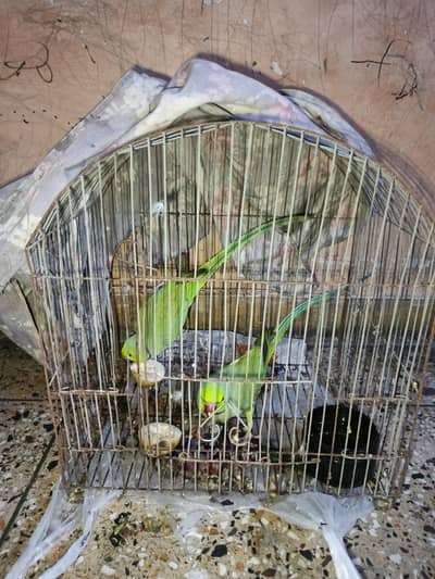 parrot for sale