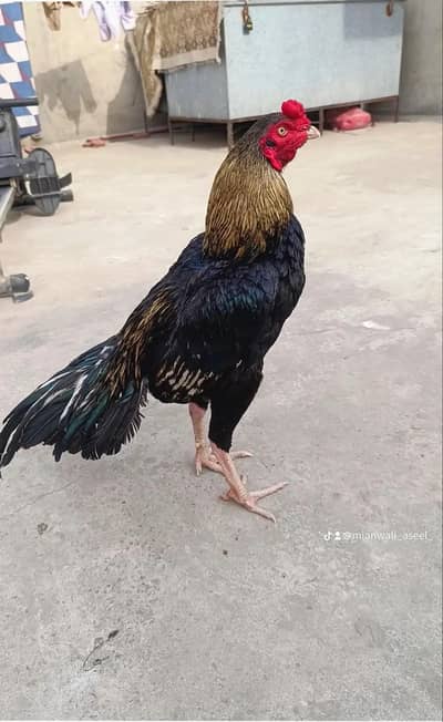 Mianwali Aseel Birds