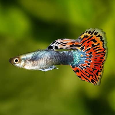 fancy imported guppy pair exchange possible