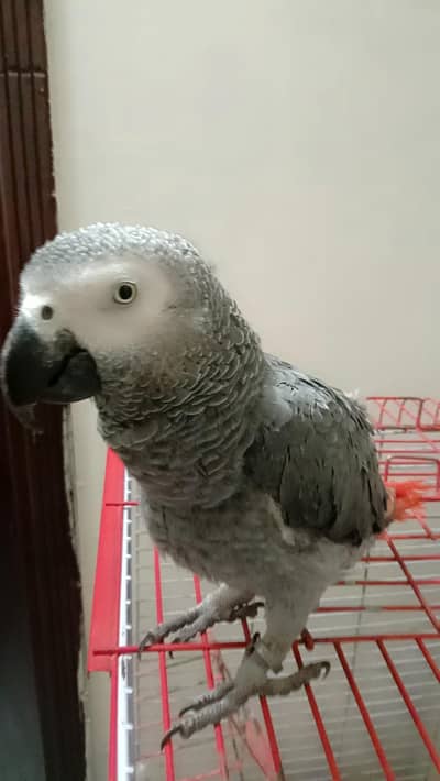 African Grey parrot for sale