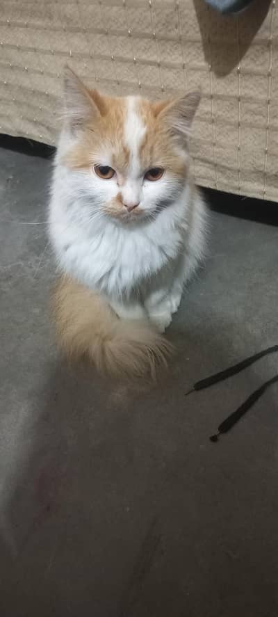 Persian cat