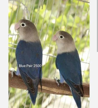 Beautiful Healthy Lovebirds Pairs For Sale