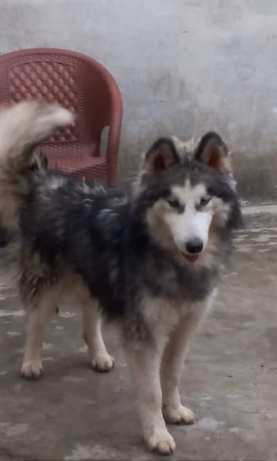 Siberian Husky Male puppy contact on 03244264272