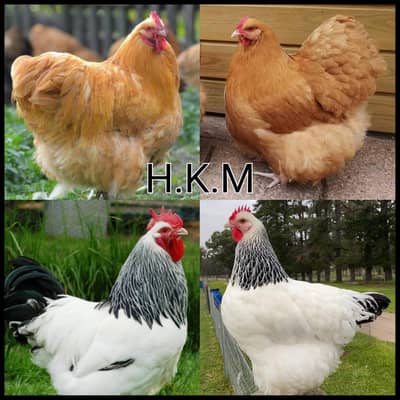 Light sussex & Golden buff fertile eggs for sale