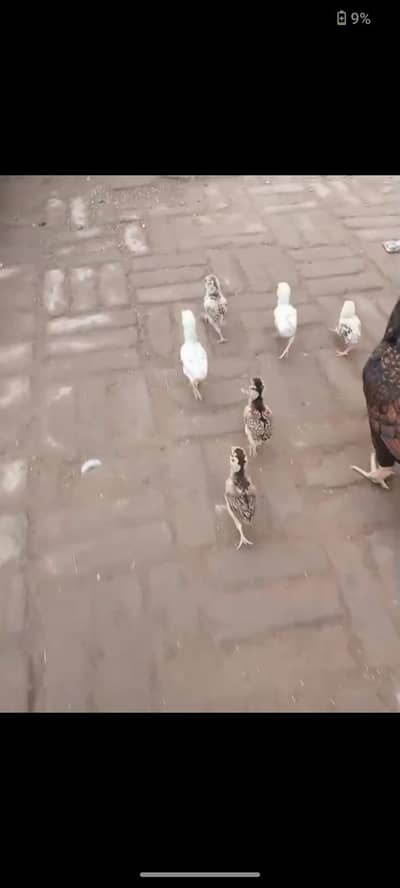 only serious person contact plz high quality chicks