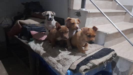 American Bitbill puppies