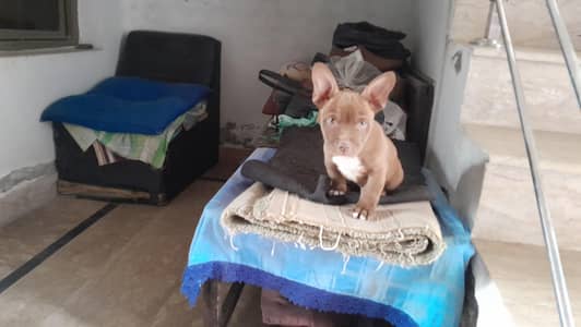 American Bitbill puppies & cage