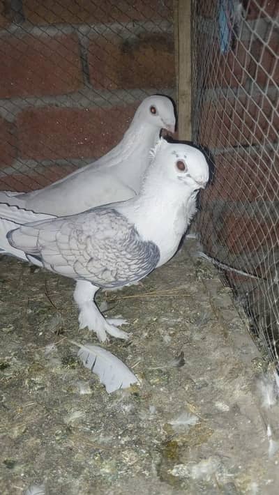 halthiy active pair for sale