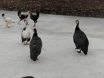 Guinea fowl trioset