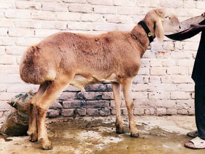 Turkish Dhumbe For Sale