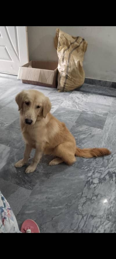 Pedigree Golden Retriever American. 03368584990