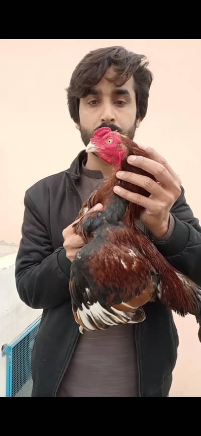 Amroha bloodline/Zero Size Aseel/Aseel murga Mianwali