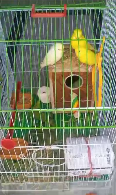 love birds 2 pairs red eyes