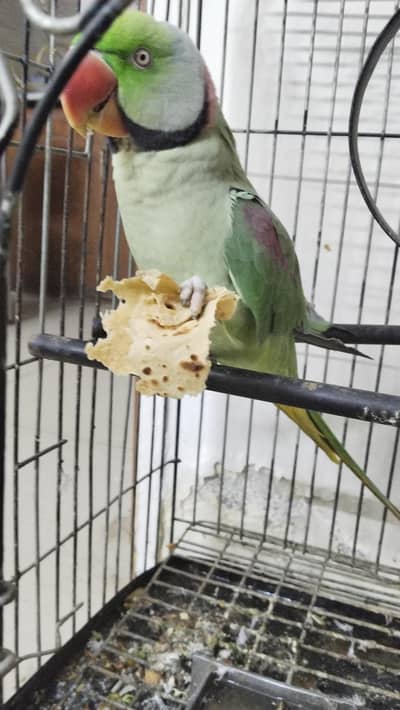 raw parrot for sale urgent
