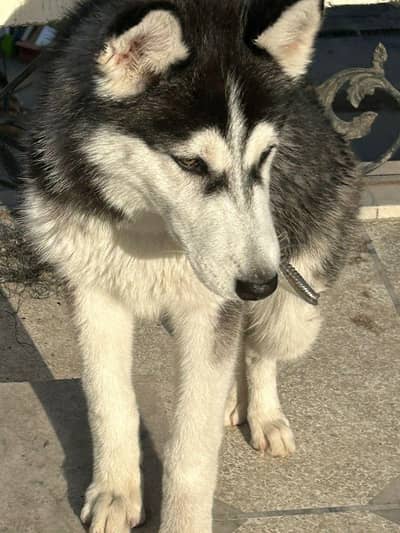 Beautiful Dog For Sale