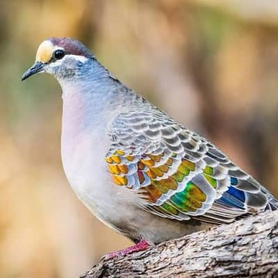 african grey hand tame