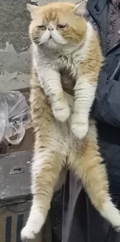 Beautiful imported Male Cat for Stud