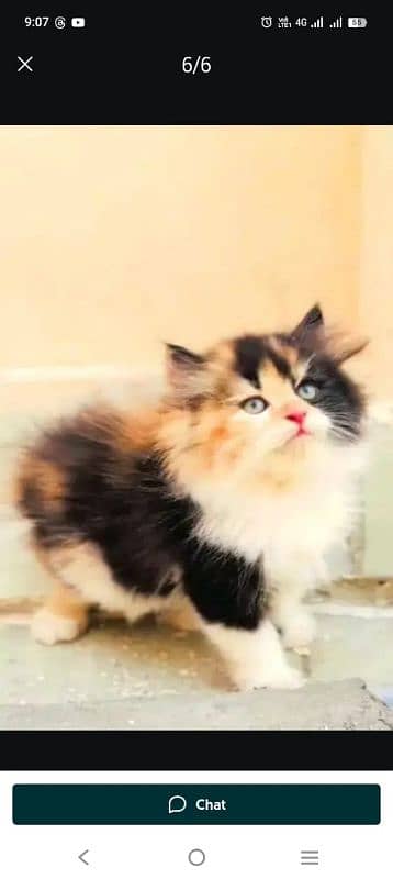 punch face helthy and active kitten for sale