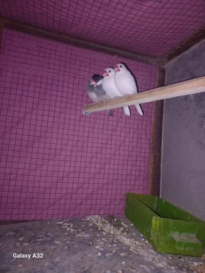 jawa two breeder pairs