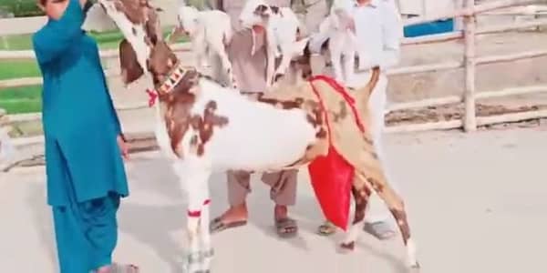 3 Bacchon Ka Sath Desi Bakri For Sale/ +03291198926