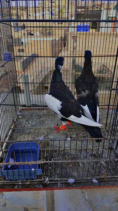 pigeon for sale location orangi town