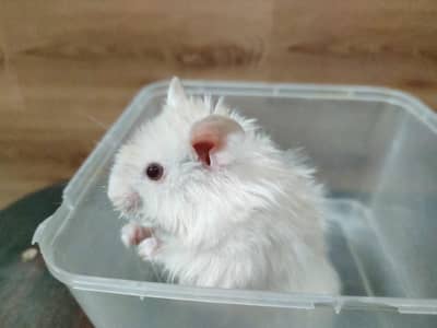 Hamsters Triple Coat Male