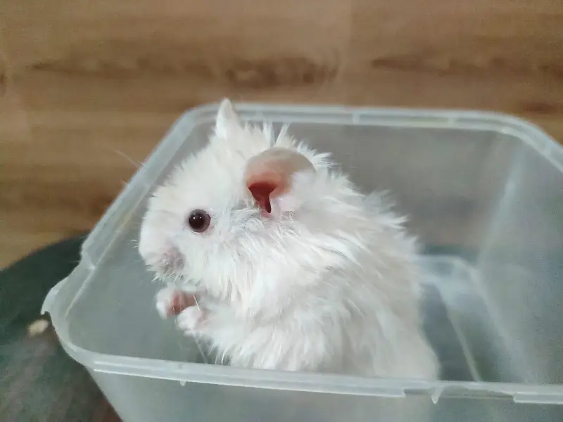 Hamsters Triple Coat available