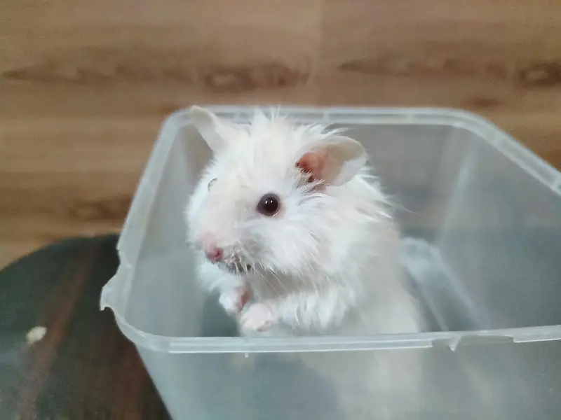 Hamsters Triple Coat available — photo 2