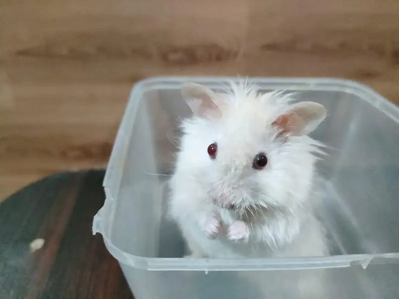 Hamsters Triple Coat available — photo 3