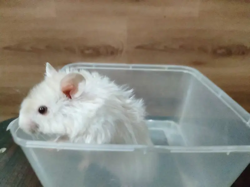 Hamsters Triple Coat available — photo 4