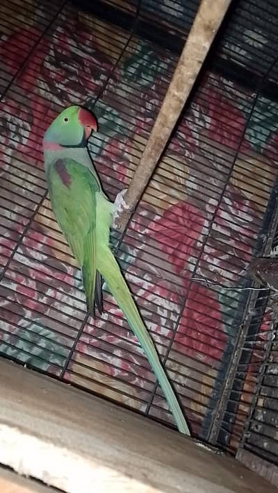 breding pair  2nd time