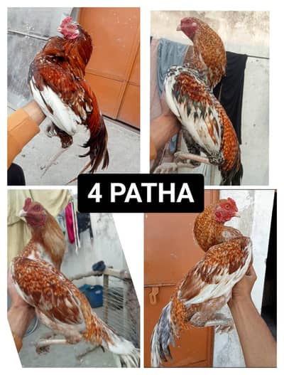 4 Top quality mianwali + thai aseel patha ready for season