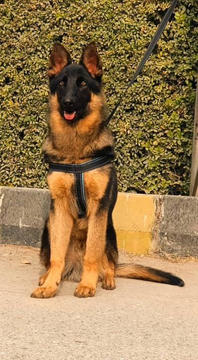 German Shepherd 6 mahine age male for sale