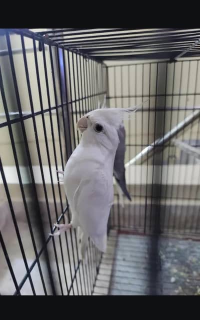 breeder Eno cockatiel
