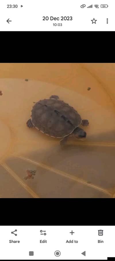 Brown Roofed Turtle for free of cost,only Wats app msg